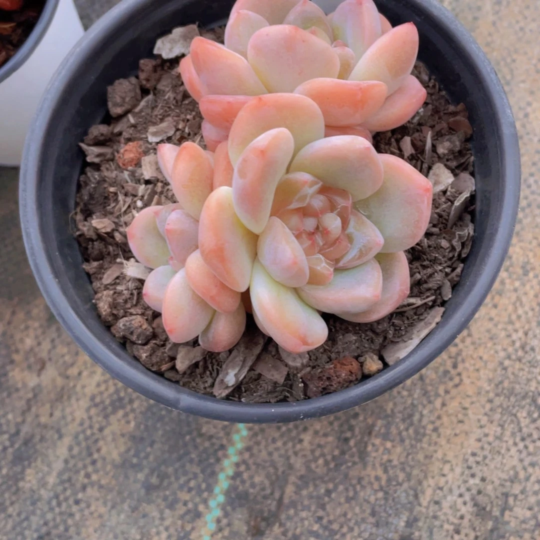 1316号  母本刚毅多头