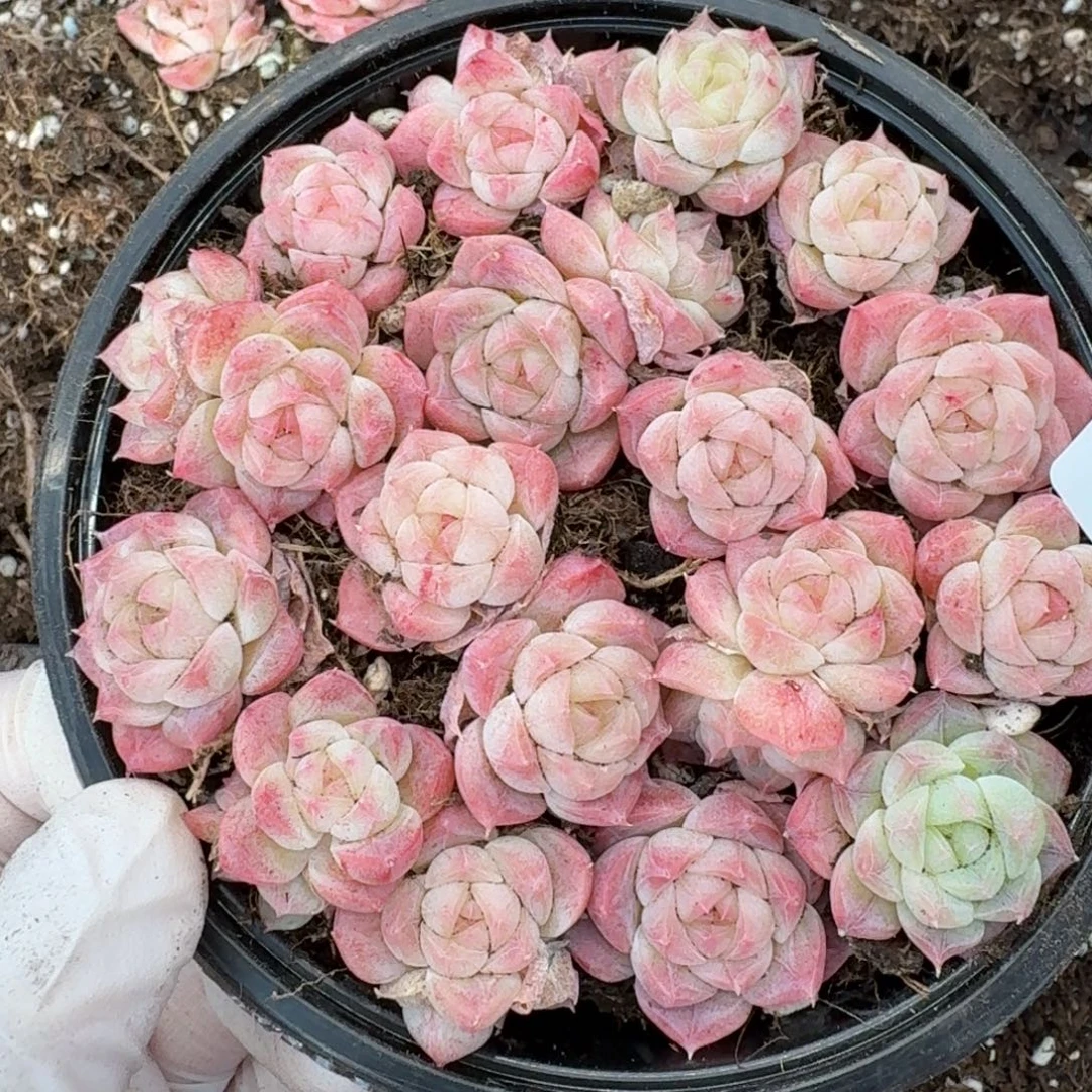 多肉植物多肉植物456