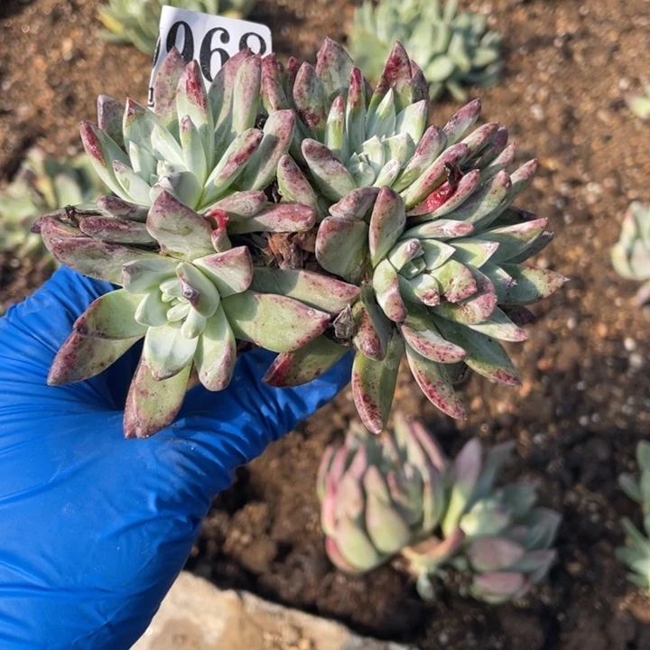 那***丶968号苹果叶拇指多肉