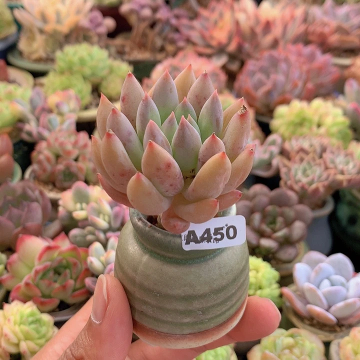 一物一拍含盆土满38包邮A450