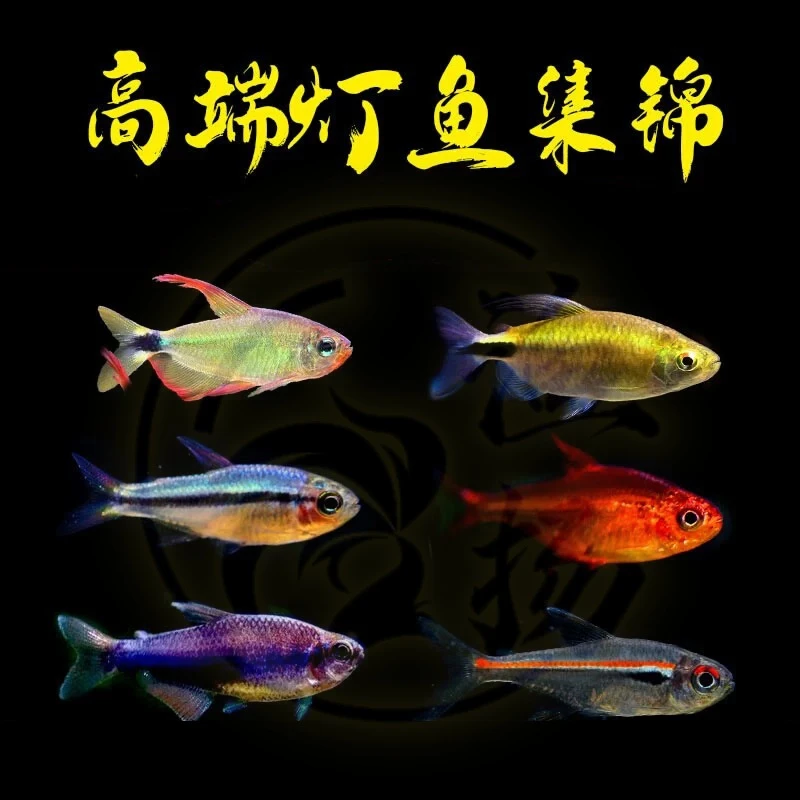 【福利专用】黄金二线/渔扬水族