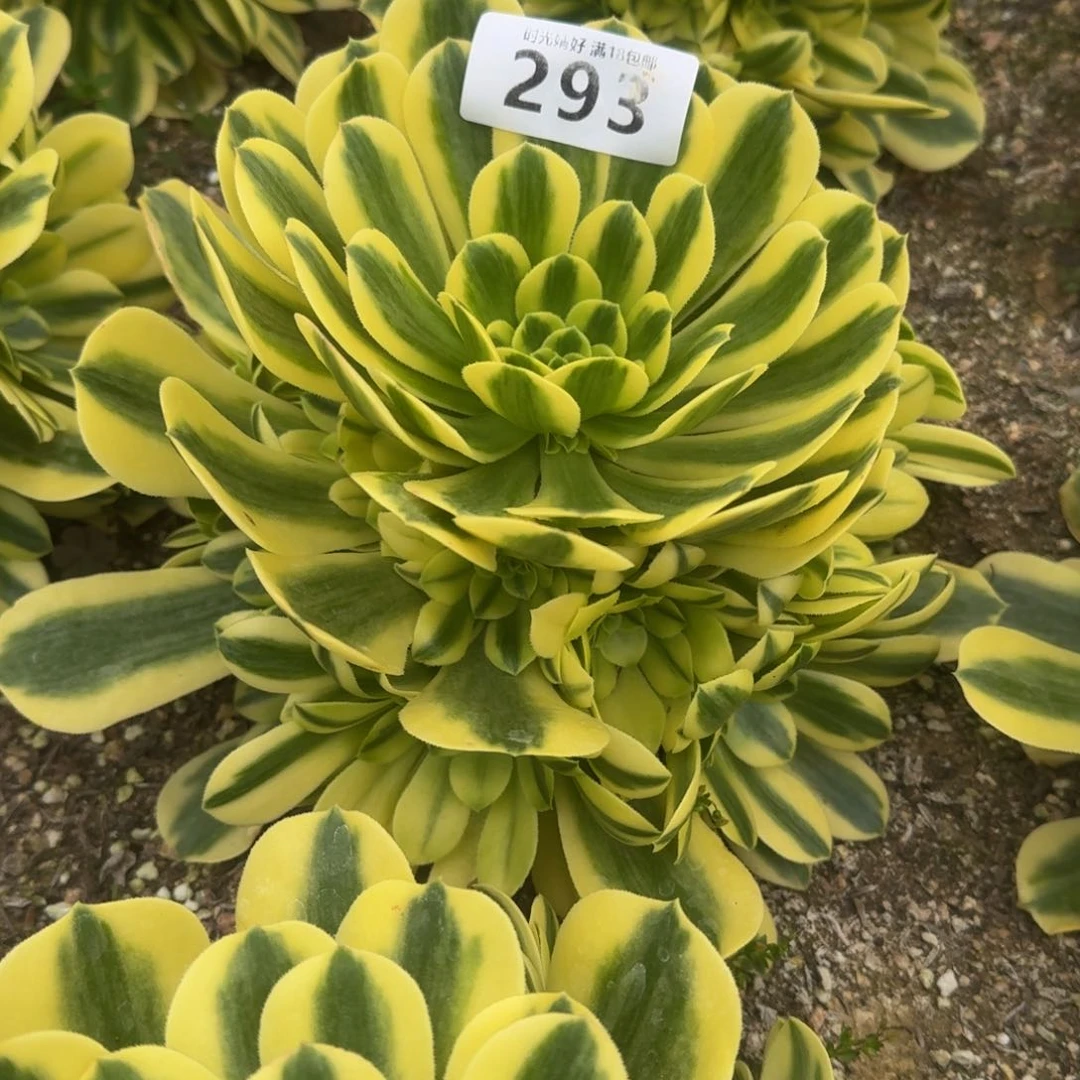 293金丝翡翠多肉植物