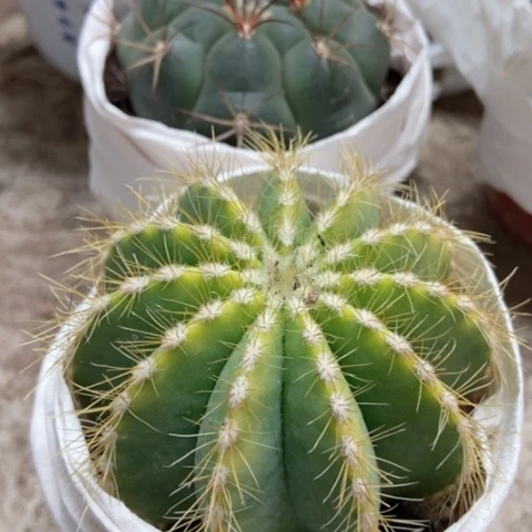 银光锦新天地15米仙人球