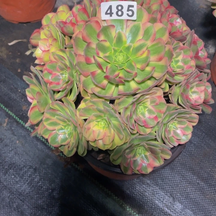 485老庄多肉法师雨荷