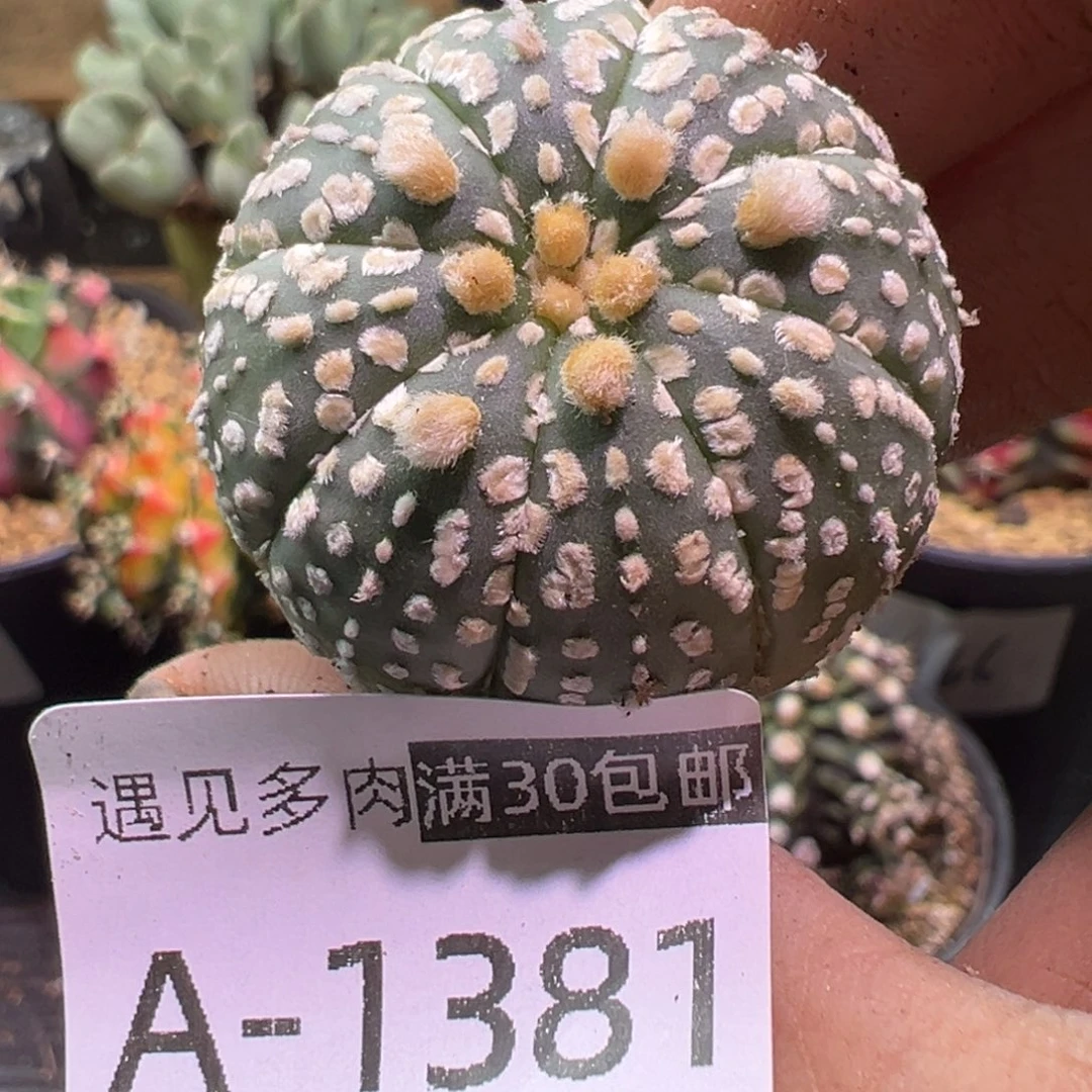 多肉植物11111111111111