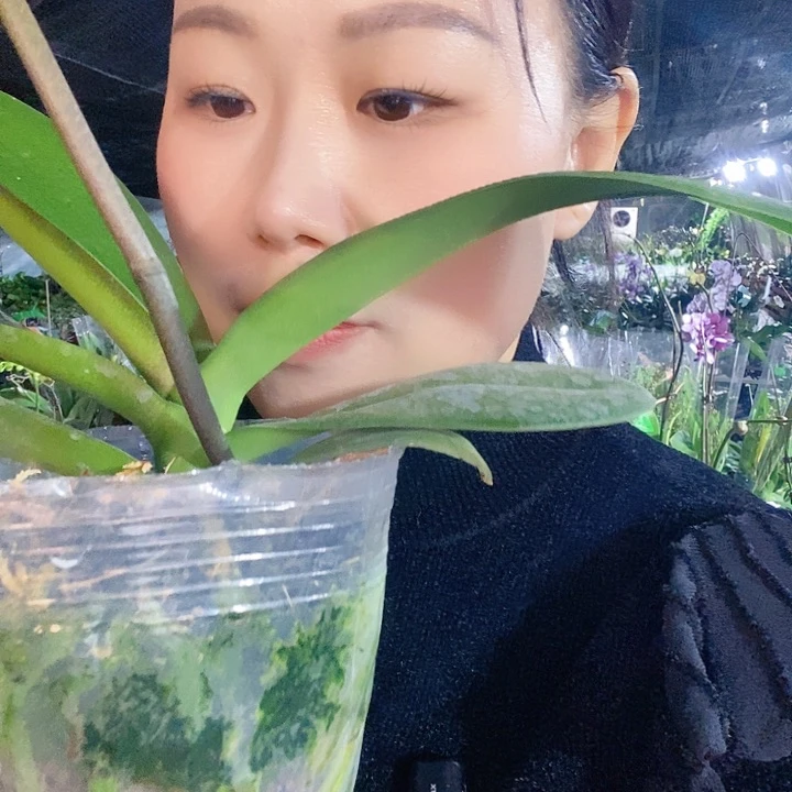 无花朵大白蝴蝶兰