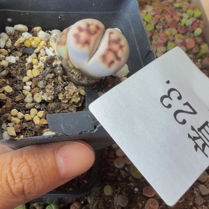 啵**白多肉葡萄的季节23