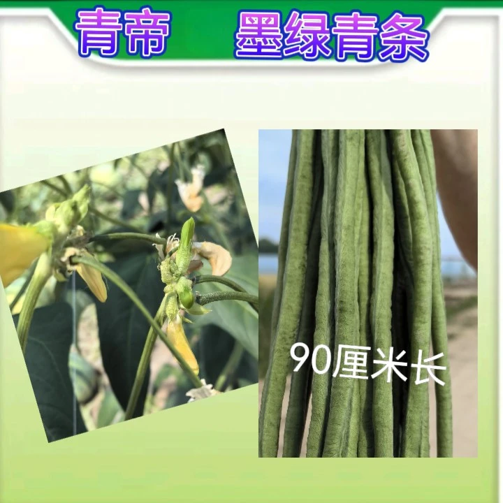 青帝豇豆耐低温浅灰条，中早熟精品3适合春秋播