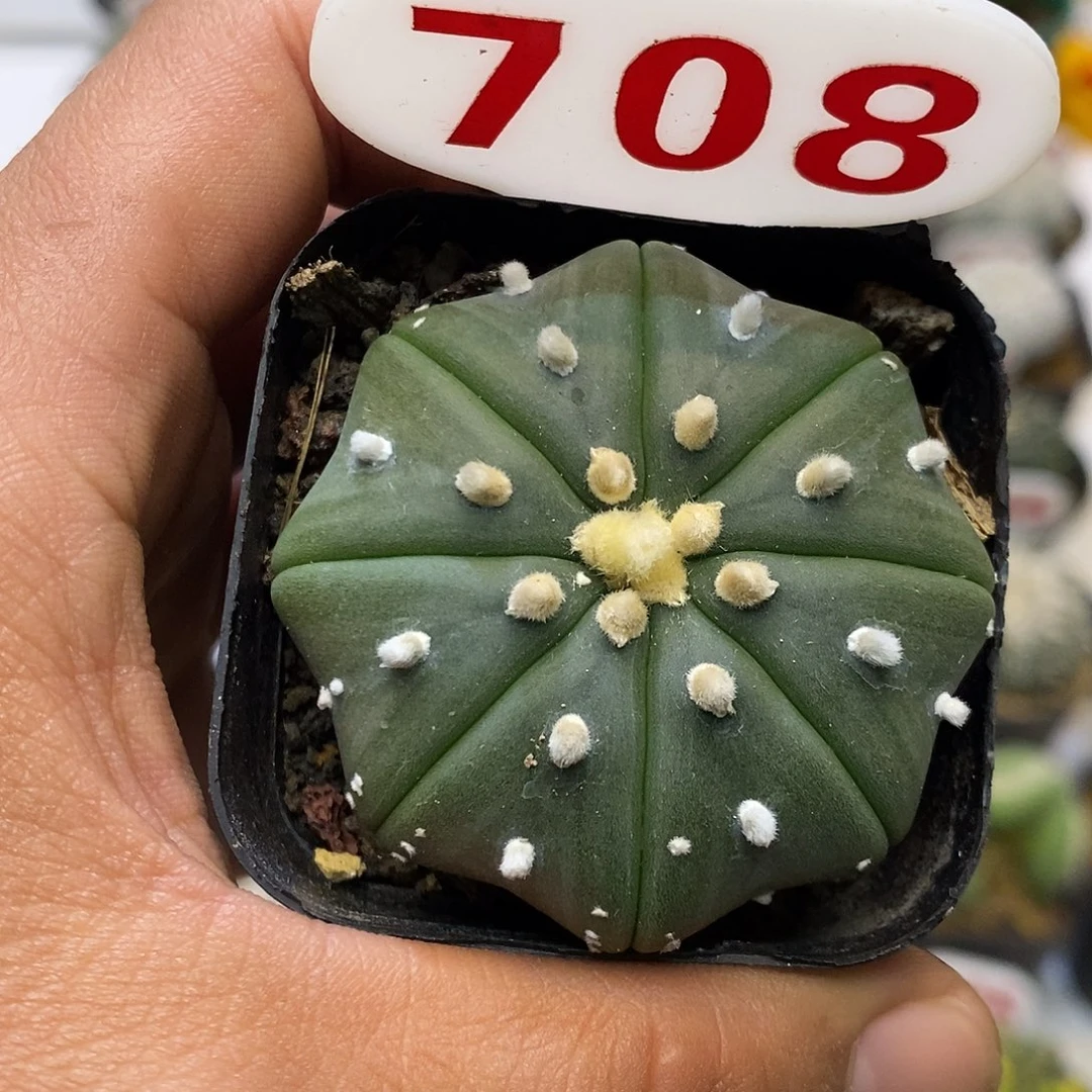 708福利特价来了哦耶