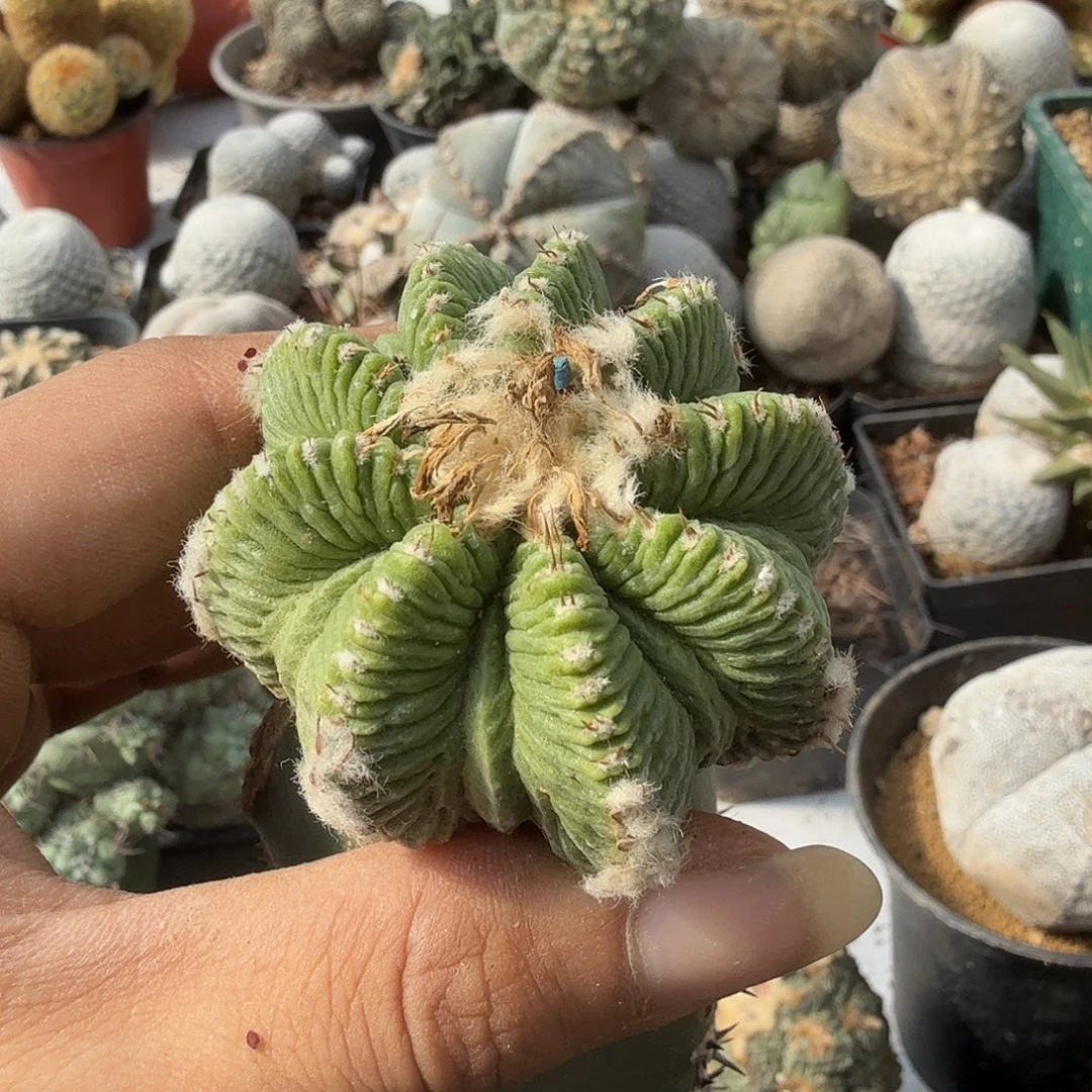 大雨华龙仙人球开花