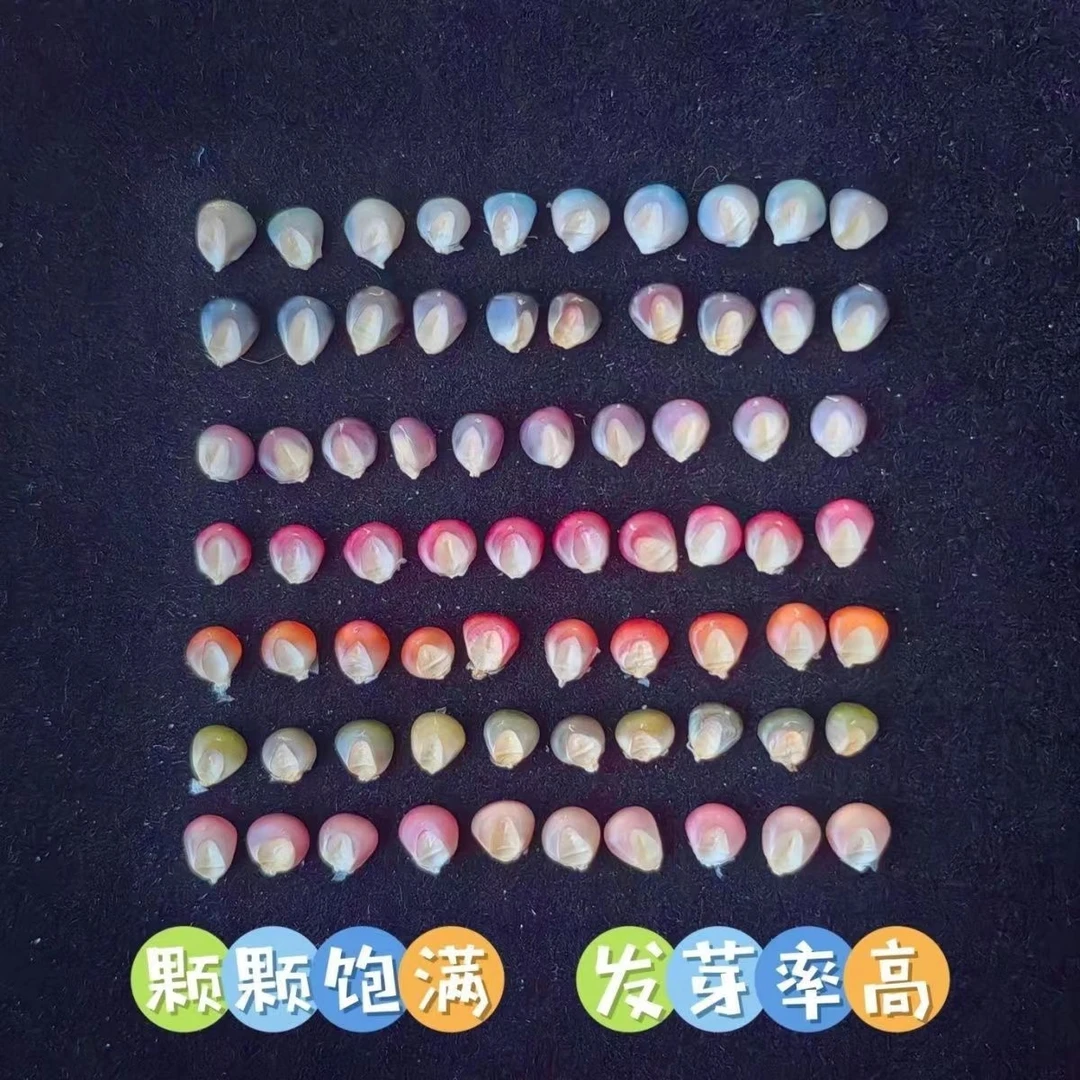 七彩琉璃玉米种子血丝玉米文玩宝石玉米玉米种籽混色玉米种子补粒