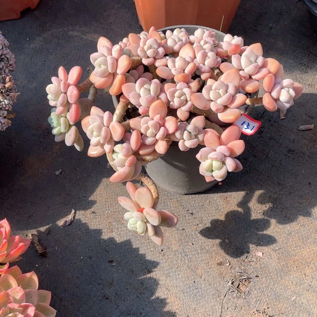 131洛神 一物一拍多肉