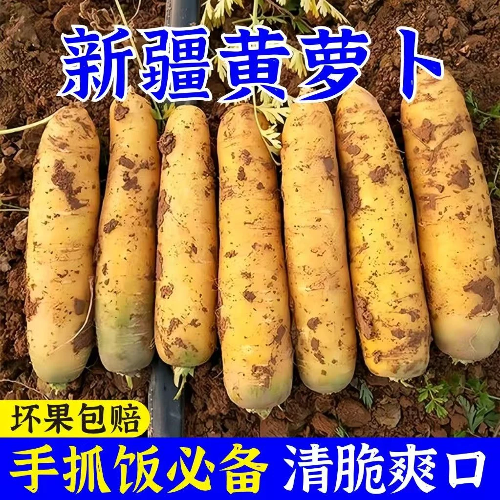 新疆糖心黄萝卜脆甜带泥产地现发-炖肉炖汤蒸着煮着好吃的很