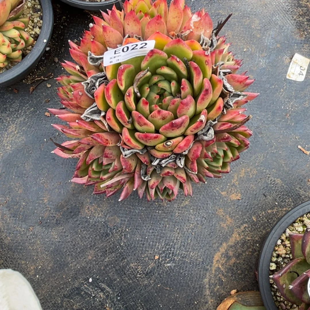 。***。无花朵若如东云单拍E022