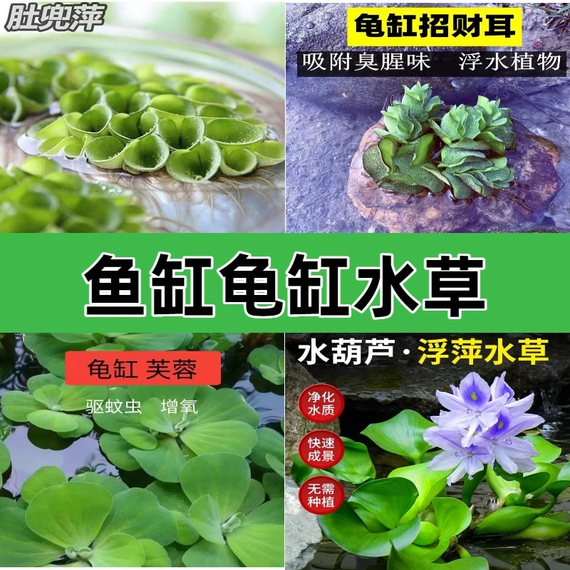 浮萍养龟养鱼净化四宝增氧水培水芙蓉水葫芦兔耳萍肚兜萍水草鱼缸