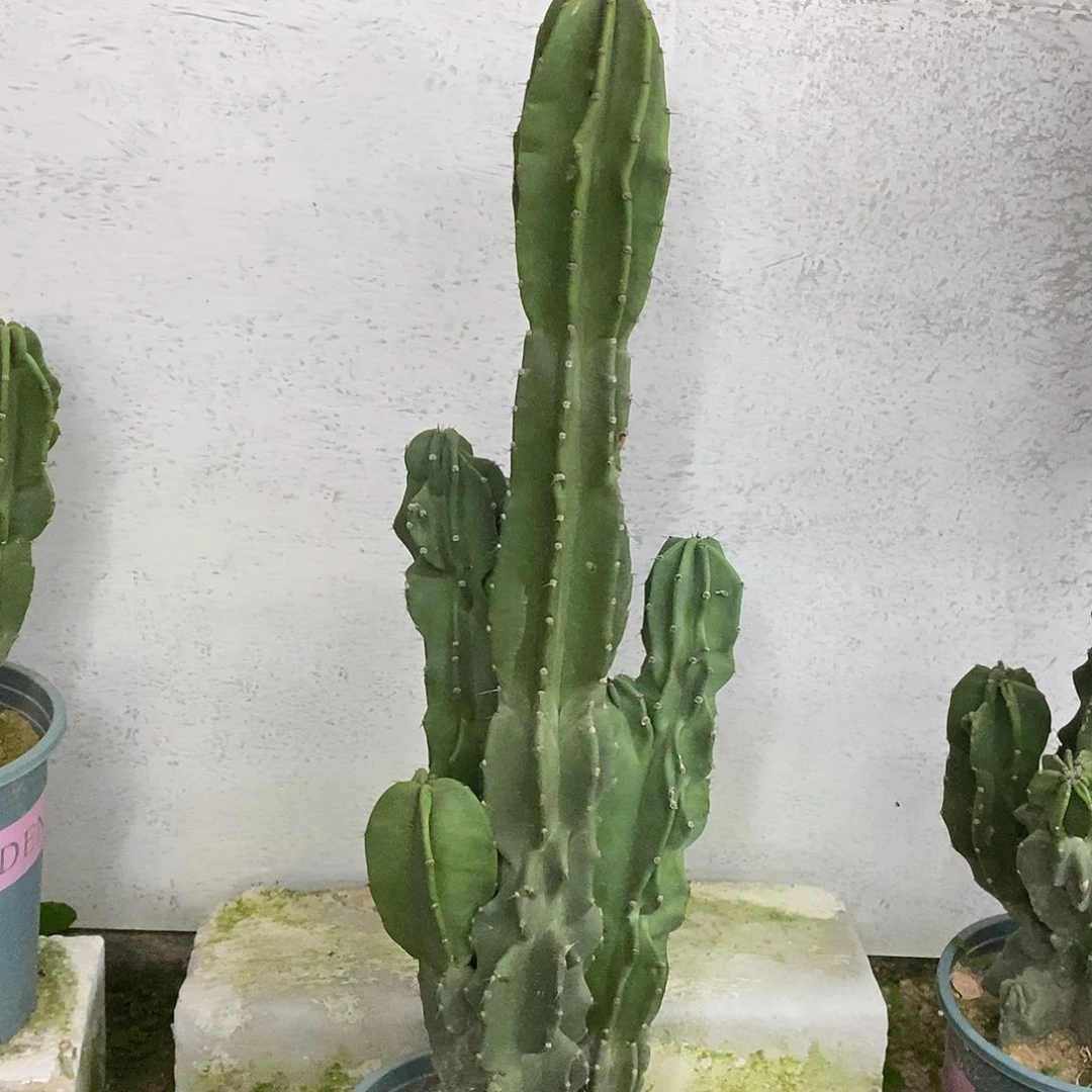 大象腿一物一拍一颗