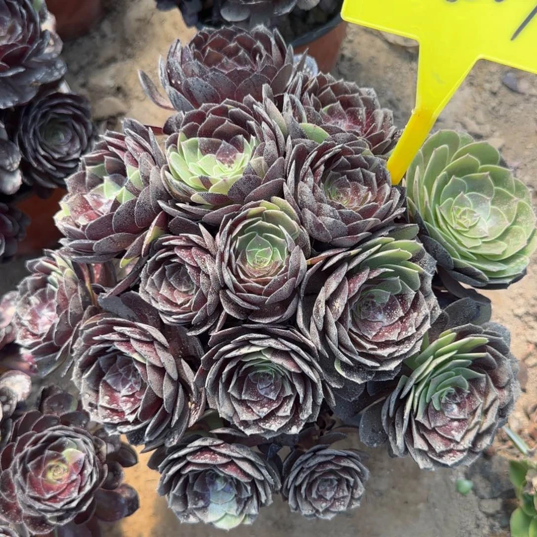 3-8009%--多头多肉植物黑美人