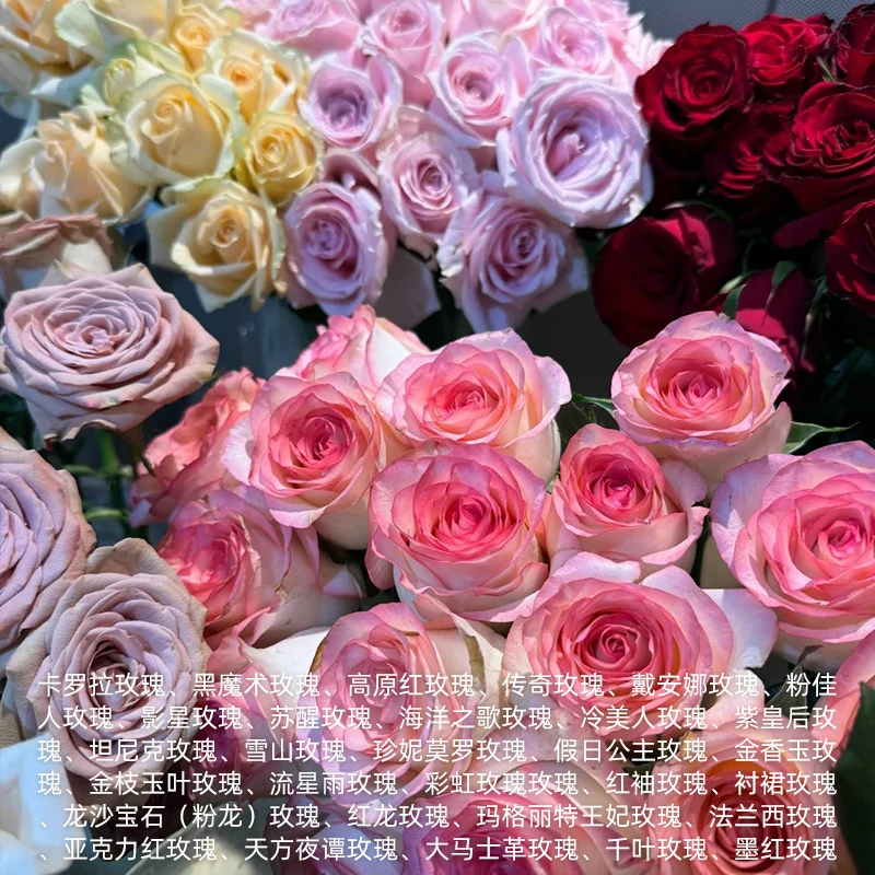 至高无上！-30种玫瑰精油单方