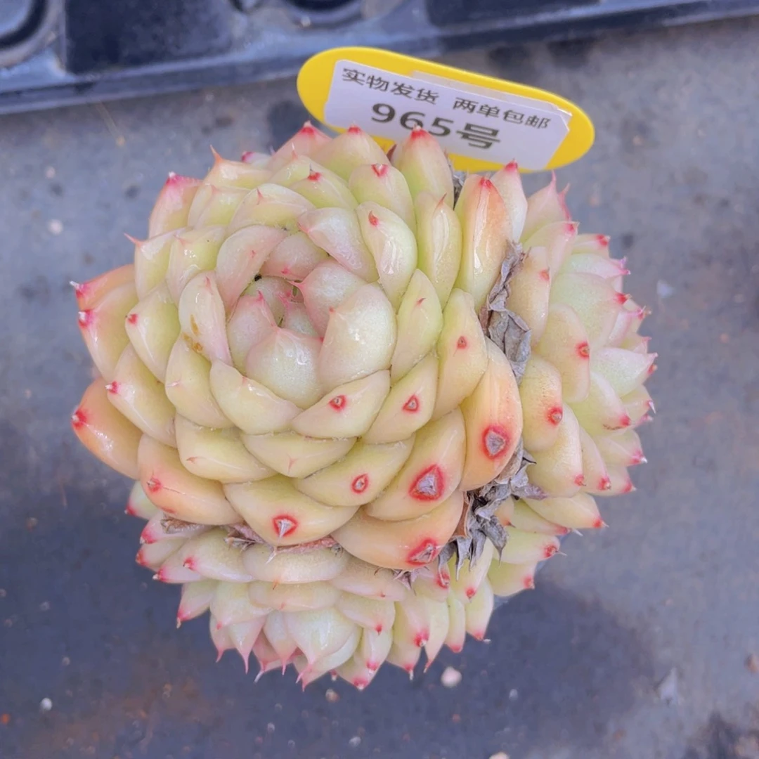 965号油亮圆叶麦秆群生一个不包整