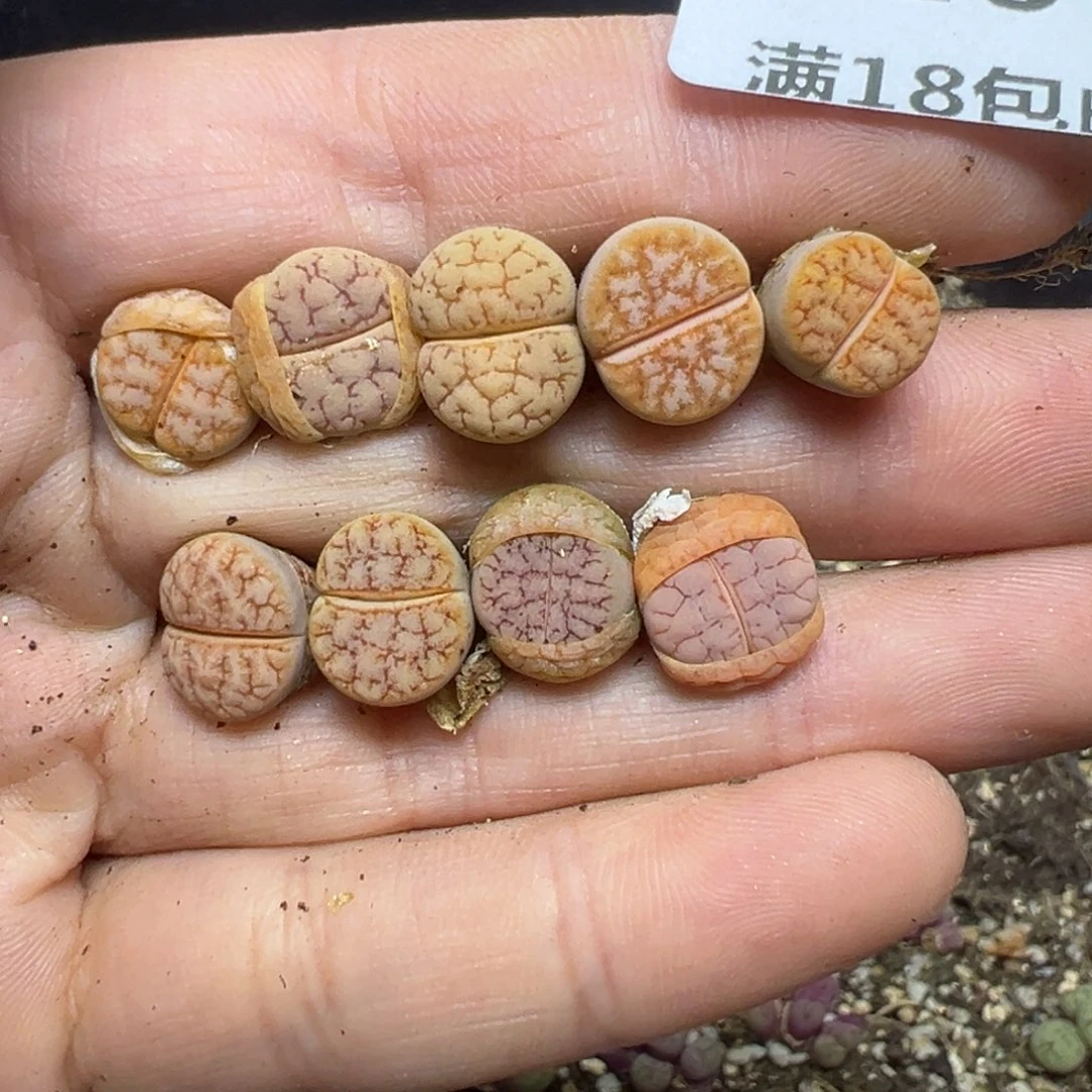 【闪购商品】620……