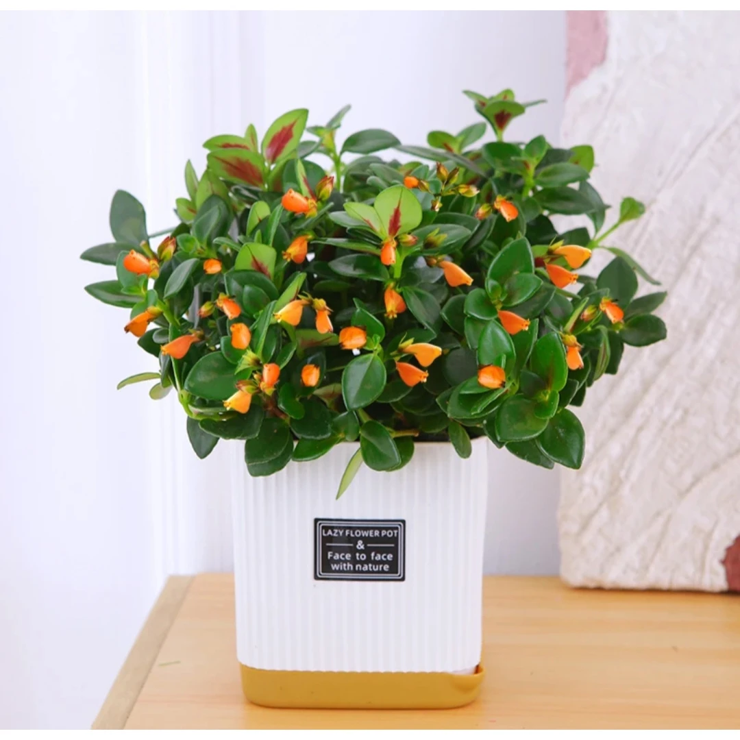 金鱼吊兰好养盆栽办公室净化空气植物阳台花卉绿植物室内亲嘴鱼