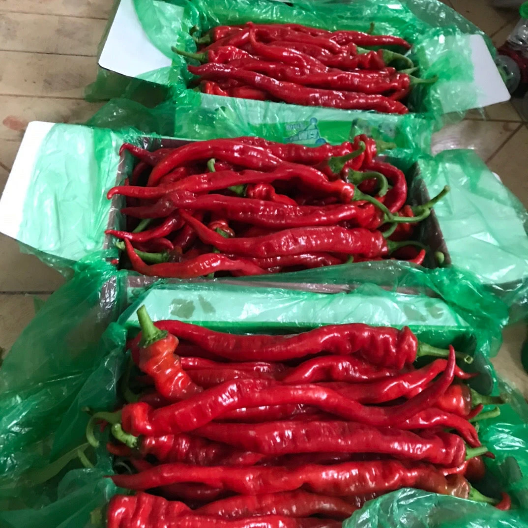 【供销助农现摘螺丝椒】红辣椒新鲜薄皮红辣椒特辣辣椒新鲜当季