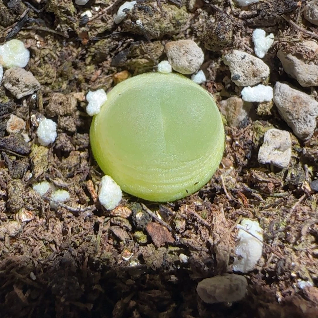 肉锥多肉植物组合-日式拉登294