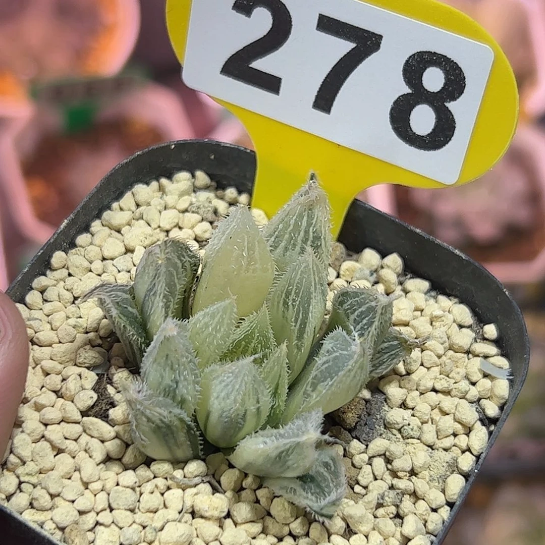 糊斑白毛绘卷锦十二卷多肉