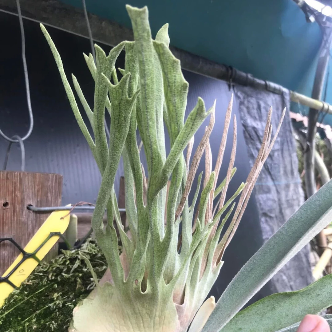 林圣纹前辈澳银HFG（进口）侧芽