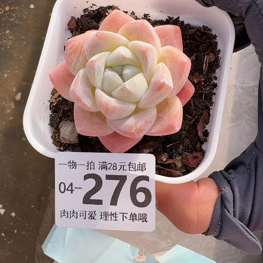 冰玉无盆土发货无