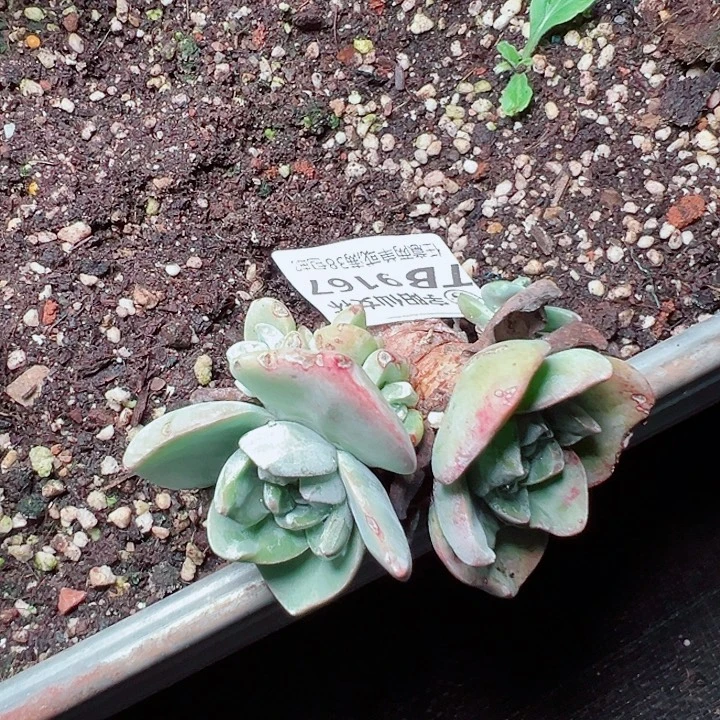 厌***9167泡芙仙女杯多肉