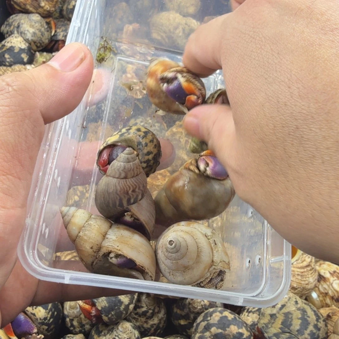 7只残联西伯非常好看