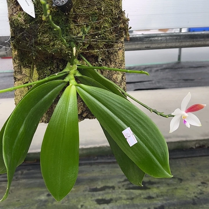 完全开放板植熊猫盾