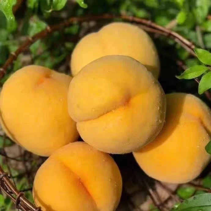 【顺丰包邮】湖北枣阳黄桃新鲜当季水果现摘现发
