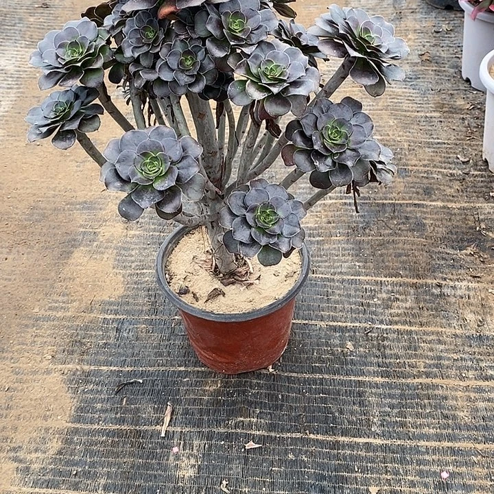 14，灰圆叶多肉法师多肉法师