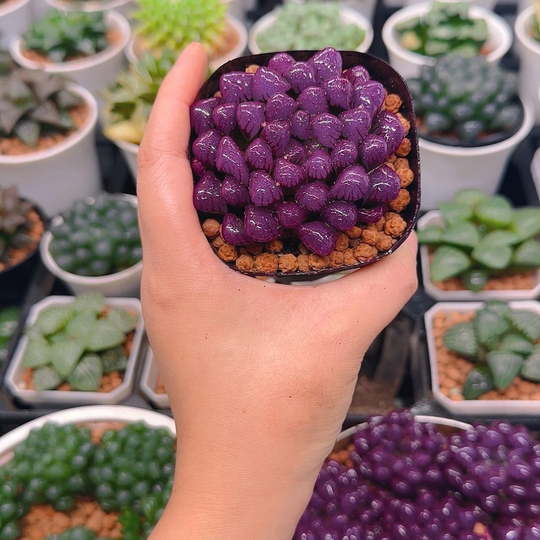 紫宝石冰灯玉露，原盆，人工上色