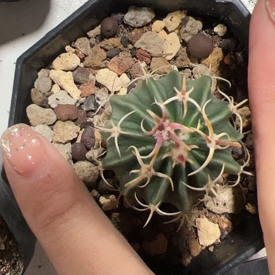 奕***6实生卷刺凌波仙子567