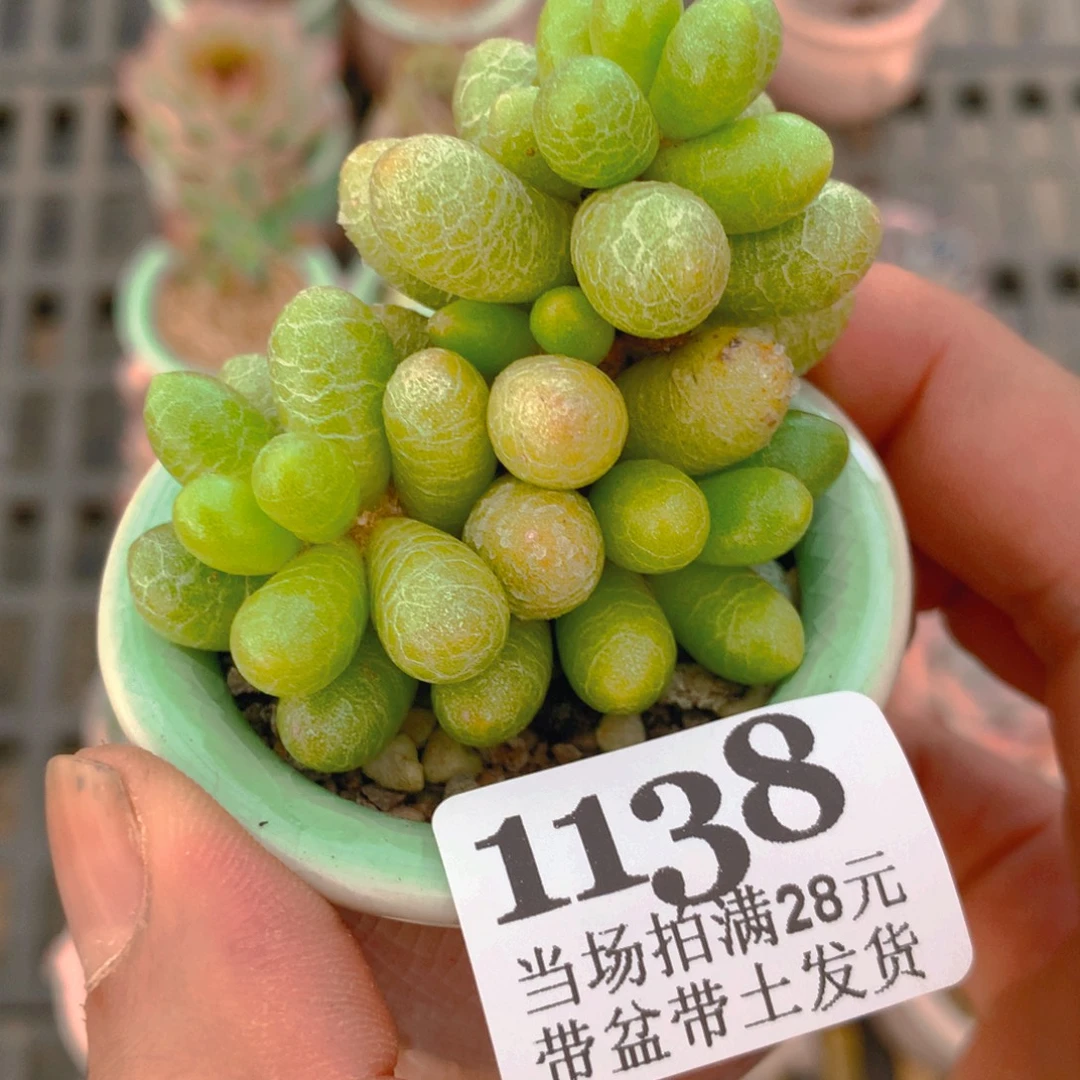 5厘米盆精控多肉1138