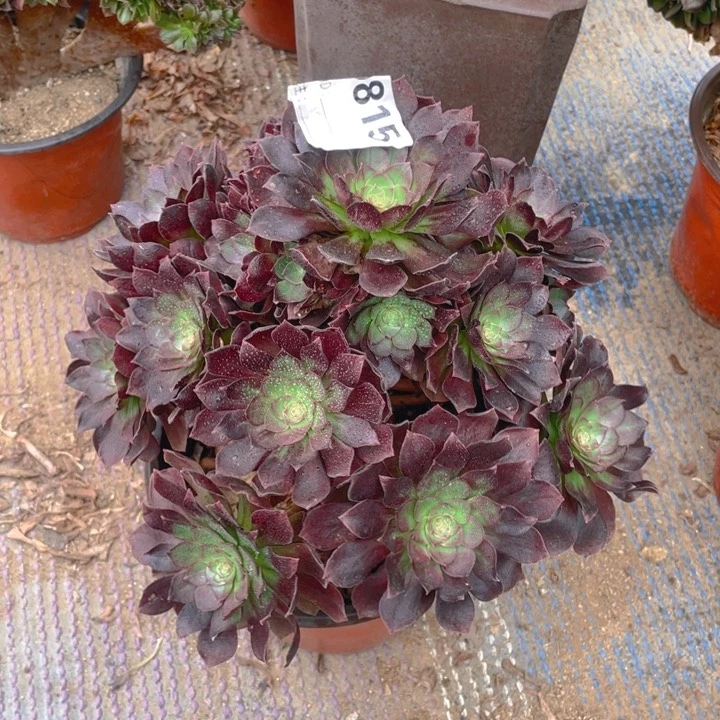 多肉赤炎莲法师815