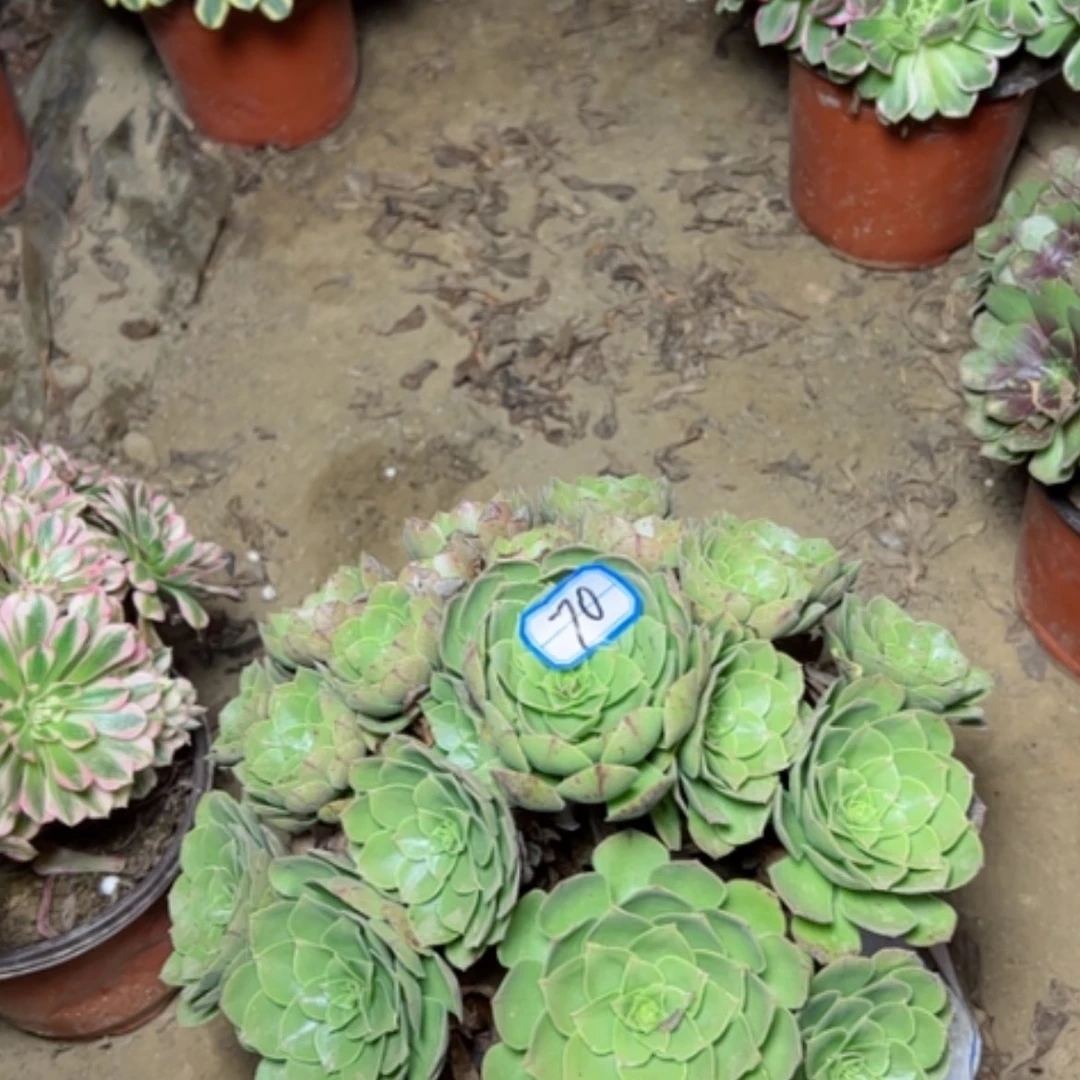 【闪购商品】圣罗兰70