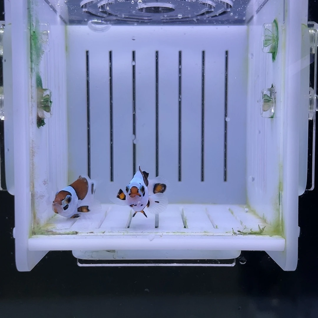 海水鱼毕卡猫小丑鱼