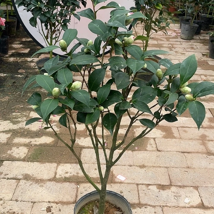 大部分花苞少量开放，白五