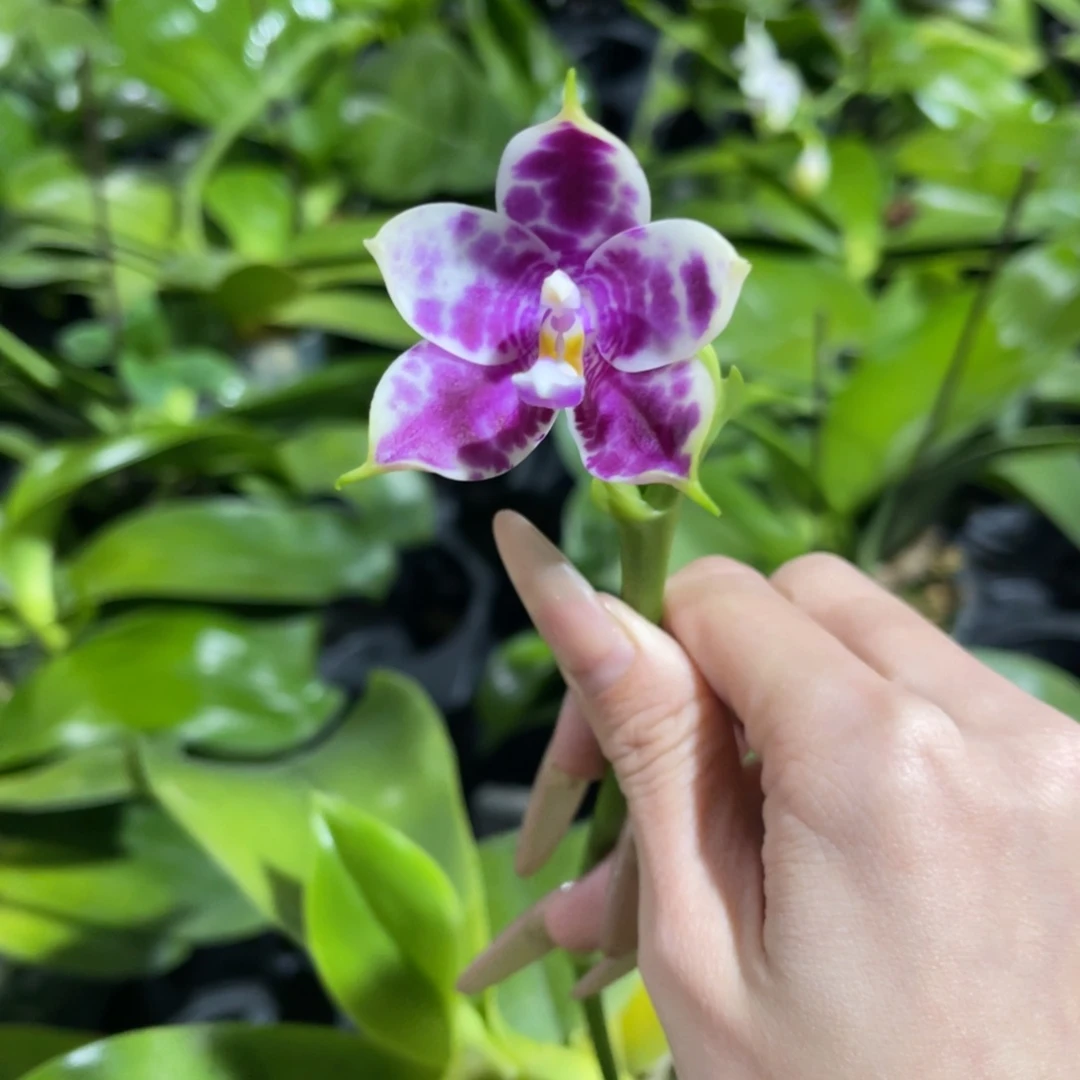 完全开放柳林3445