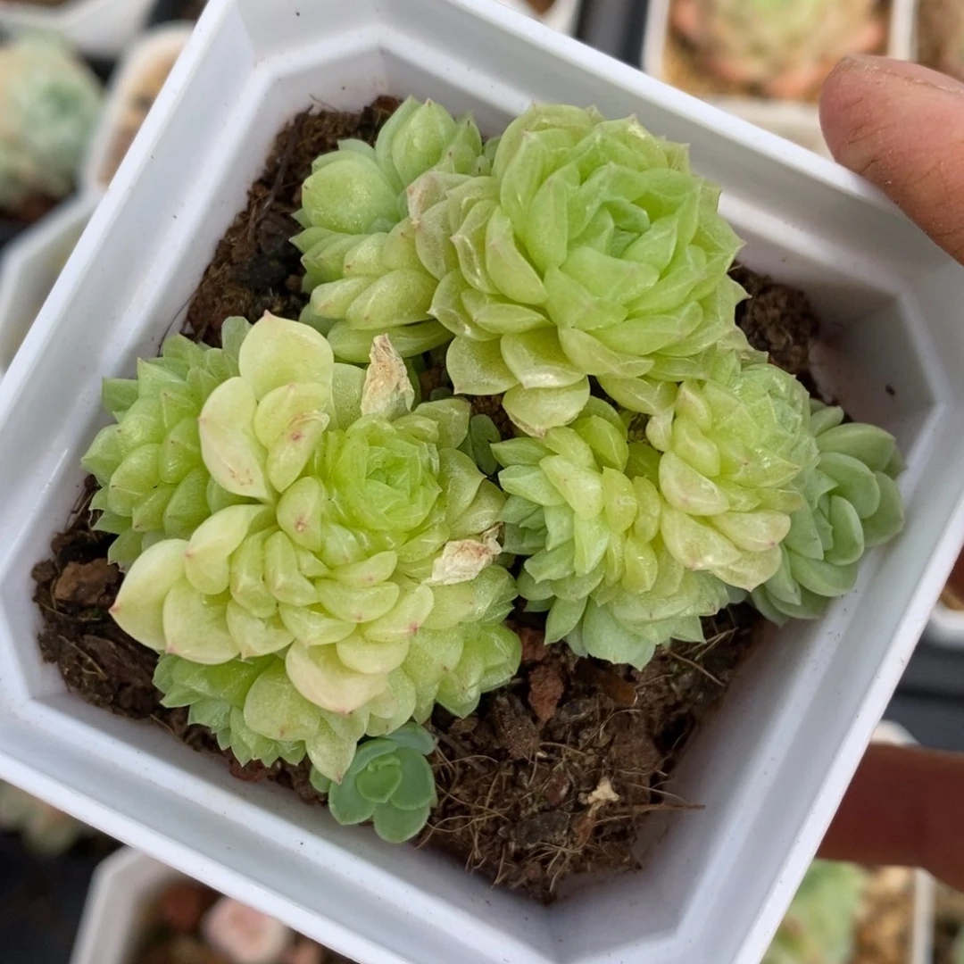 精品多肉一物一拍不包整76