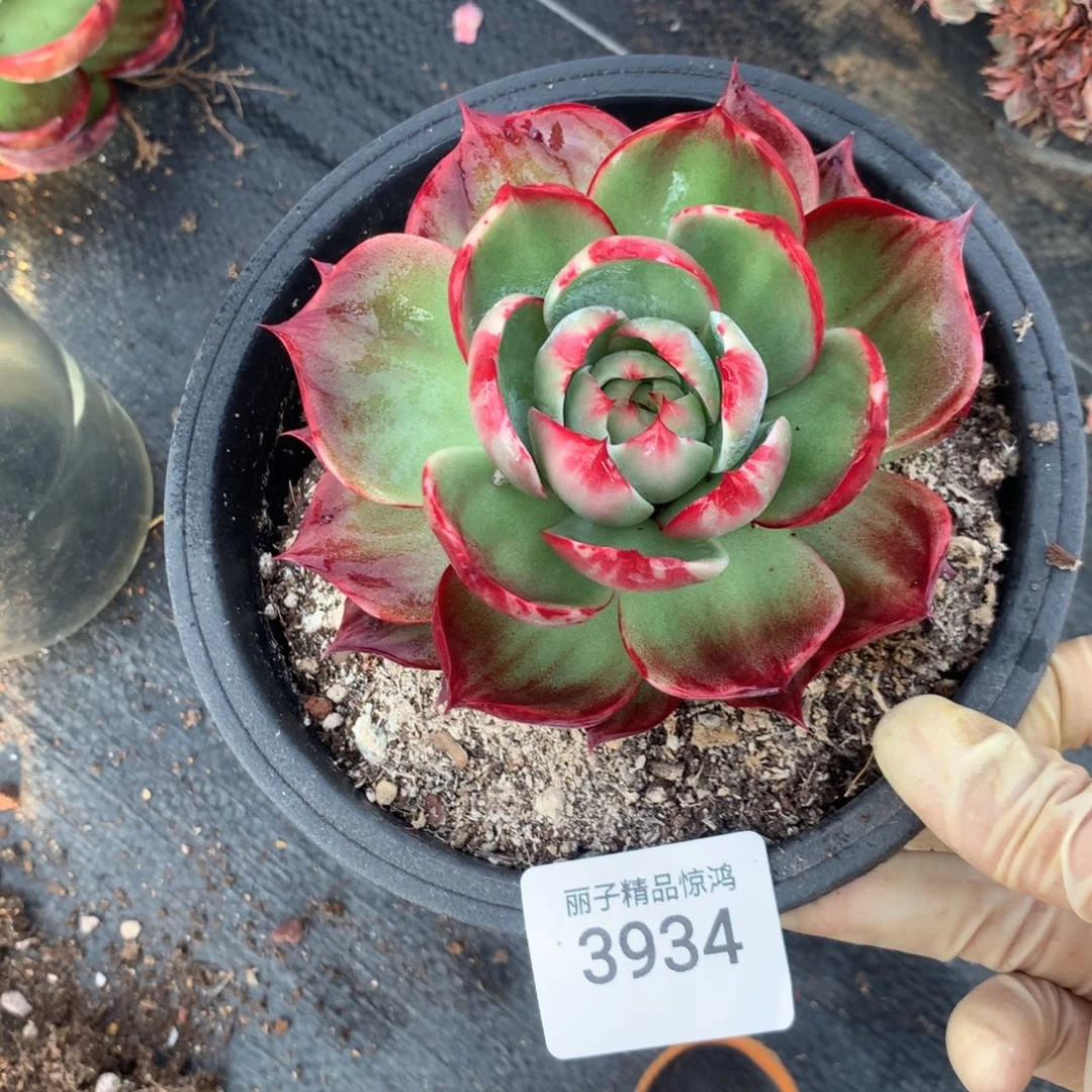 3934一物一拍福利不售后