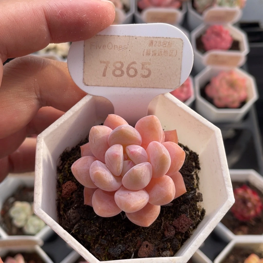 Op冰玉7865-4.5厘米