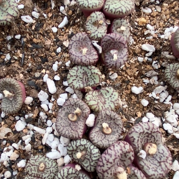 2515双头霓虹安贞一颗