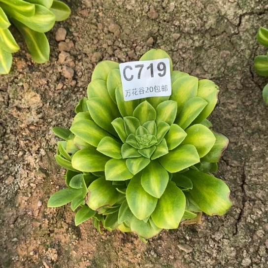 719翡翠琉璃12厘米量拍多肉