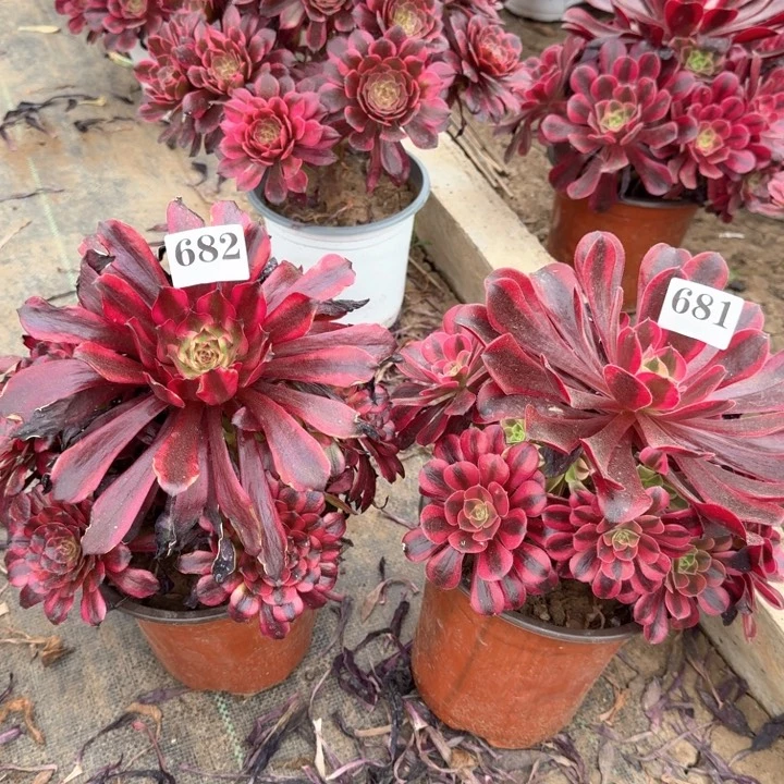 美姬法师组合682681