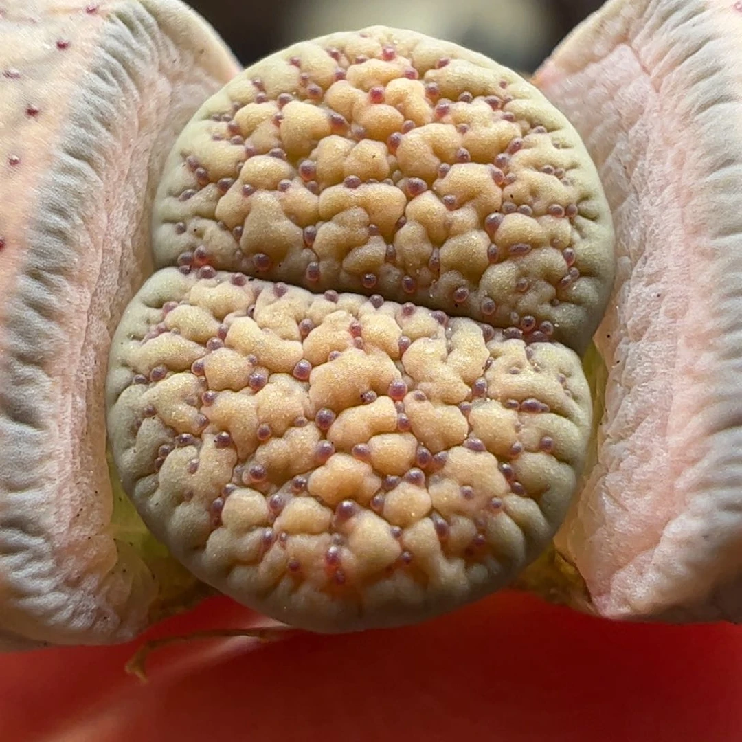 朝贡玉多肉植物百科